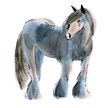 Watercolor illustration of a horse