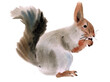 Watercolor illustration of a squirrel