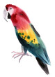 Watercolor illustration of a bird parrot