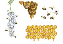illustrazione realistica ad acquarello di un ramo di acacia, di api, favo e cellette con miele- miele di acacia. Apis mellifera, robinia pseudoacacia