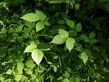 Green Poison Ivy Leaves On Plant In Forest Or Woods