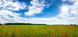 Fototapeta Kwiaty - Beautiful summer day over poppy field - panorama shot