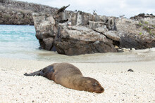 Sea Lion Seal Sleeping Beach Galapagos