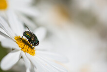 A Fly On A White Daisy With Blurred Daisies In A Background