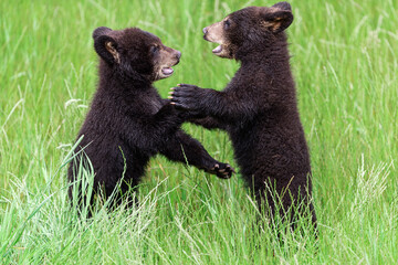 Wall Mural - Young American Black Bear fighting in the meadow