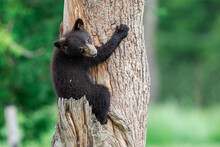 Young American Black Bear Climbing The Tree