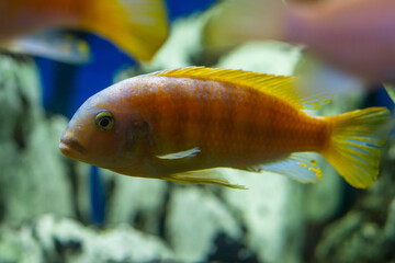 Aquarium with cichlids fish from lake malawi