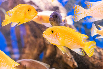 Wall Mural - Aquarium with cichlids fish from lake malawi