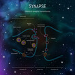 Synaptic cleft structure. Axons, dendrites synaptic terminals and neurotransmitters. Neuroscience infographic on space background. Neurobiology scientific medical vector illustration