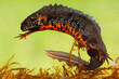 Male danube crested newt, triturus dobrogicus, swimming underwater in river. Full body of patterned wild animal with long tail and crest on back. Amphibian in wetland, Slovakia, Europe.