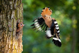 Fototapeta Zwierzęta - Eurasian hoopoe breeding in nest inside tree and feeding young chick. Parent bird passing food to young offspring midair. Wild animal with wings and crest landing down.