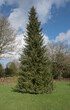 © Peter - Spring Foliage of an Evergreen Coniferous Serbian Spruce Tree (Picea omorika) with a Cloudy Blue Sky Background in a Garden in Rural Cornwall, England, UK