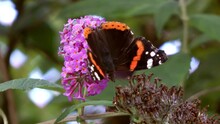 Butterfly, Red Admiral (Vanessa Atalanta) Collecting Nectar From A Purple Buddleia Bush.