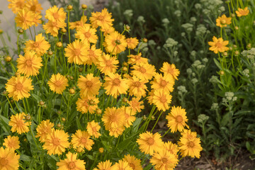 Wall Mural - yellow daisy's blooming in a city park flowerbed