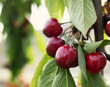 Ripe red cherries on the branches of the tree. High quality photo