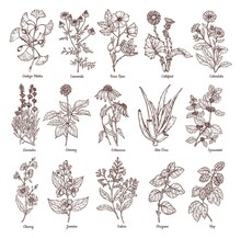 Sketch Illustration Of Medicinal Herbs. Vector Hand Drawn Set. Chamomile, Gingo Beloba, Echinacea, Calendula, Mint, Rose Hip, Lavender. For Packaging, Patterns, Prints.