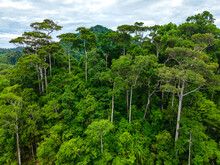 Tropical Rainforest Trees In A Dense Green Foliage Tree Tops. Amazonas Or Asian Rain Forest. Aerial Drone View Over The Lush Mountain Forest.