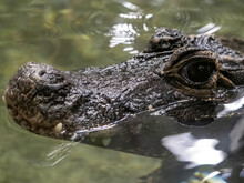 Portrait Of A Rare Chinese Alligator, Alligator Sinensis, Who Lives In China On The Jagtse River