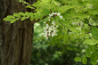 © leomalsam - Robinia pseudoacacia flowers bloom on a sunny day