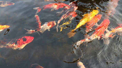 Wall Mural - Many colorful koi fish play in the pool and wait for the party. The concept of fighting for food Decorative fish for the park area