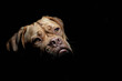 A portrait shot of Mabel, a one year old Dogue de Bordeaux (French Mastiff), shot outside in low light with an off camera fill flash.