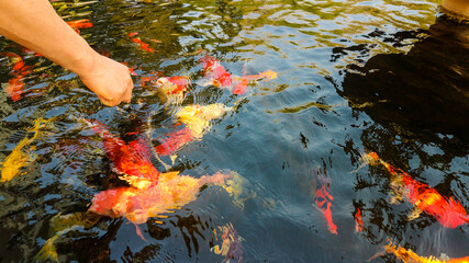 Wall Mural - Many colorful koi fish play in the pool and wait for the party. The concept of fighting for food Decorative fish for the park area