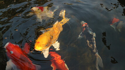 Wall Mural - Many colorful koi fish play in the pool and wait for the party. The concept of fighting for food Decorative fish for the park area