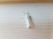 White Moth Insect With Wings On White House Siding