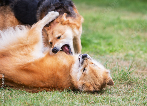 Cuadros en Lienzo Two dog play fighting on the grass.