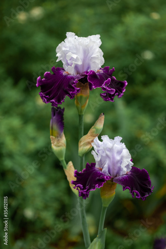 Beautiful iris flower grow in the garden.