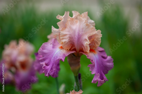 Beautiful iris flower grow in the garden.