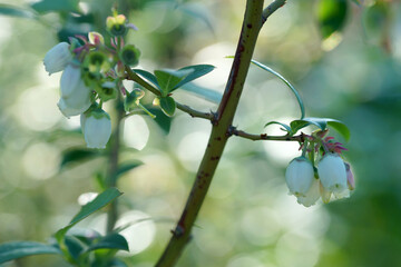 Wall Mural - Blooming blueberries on a sunny evening