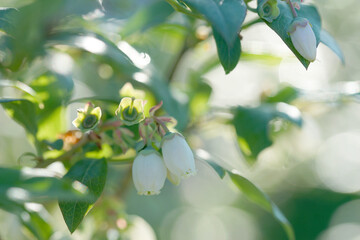 Wall Mural - Blooming blueberries on a sunny evening