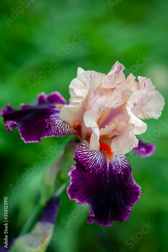 Beautiful iris flowers grow in the garden.