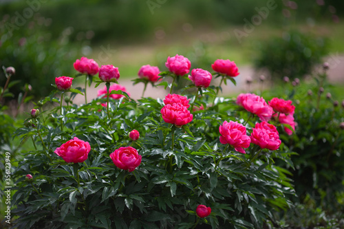 Pale pink peonies on a background of green leaves.