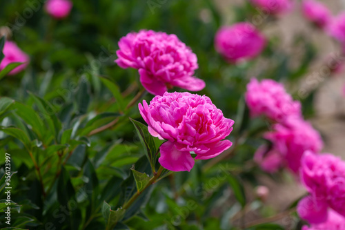 Pale pink peonies on a background of green leaves.