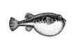 Ink sketch of fugu fish.