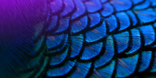 Close-up Peacocks, Colorful Details And Beautiful Peacock Feathers.Macro Photograph.