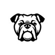 English bulldog face - isolated outlined vector illustration
