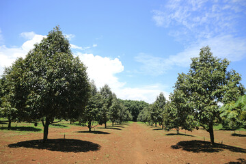 Durian tree farm in Thailand,durian orchard conition and practice.