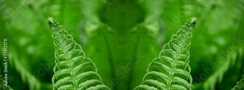 Panorama fern leaves on a green background.