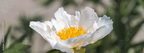 Beautiful white peonies in the garden.