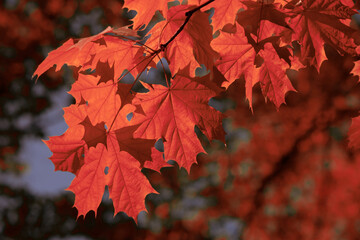 Wall Mural - red maple leaves on the branches