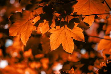 Wall Mural - red maple leaves on the branches