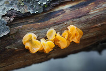 Dacrymyces Chrysospermus, Known As Orange Jelly Spot Fungus, Wild Mushroom From Finland