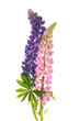  Lupin flowers