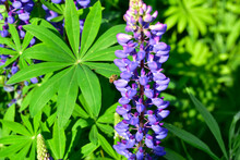 A Large Shot Of A Bee Sitting On A Lupine Flower.
