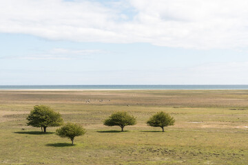 Wall Mural - Trees in a great grassland in Sweden