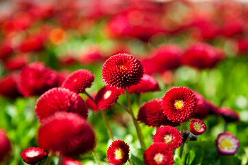 landscape image of bellis perennis, the beautiful bright red meadow daisy, with green floiage and wi