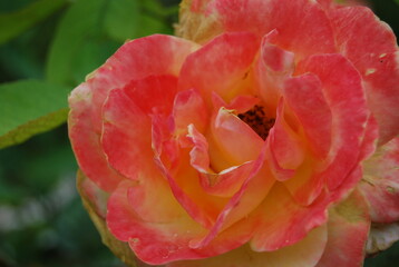 Wall Mural - Pink and Yellow Rose Portrait